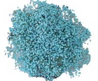 Fleurs de Gypsophile Séchées pour Bricolage Événements Décorations de Mariage