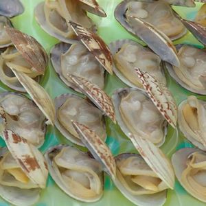 Fruits de mer frais de palourde certifiés MSC délicieux et fraîchement cuits - Product Image 5
