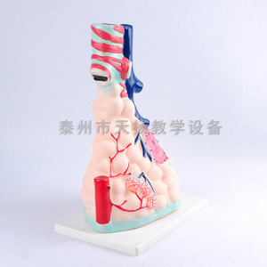 Modèle alvéolaire 33210, modèle anatomique alvéolaire agrandi, modèle anatomique du poumon, organes humains du système respiratoire - Product Image 2