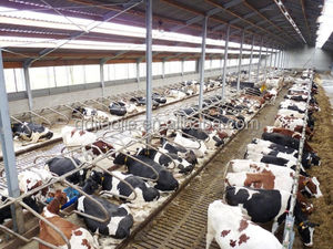 Vee Boerderij Apparatuur Koe Schuur Bed Afscheiders - Product Image 5