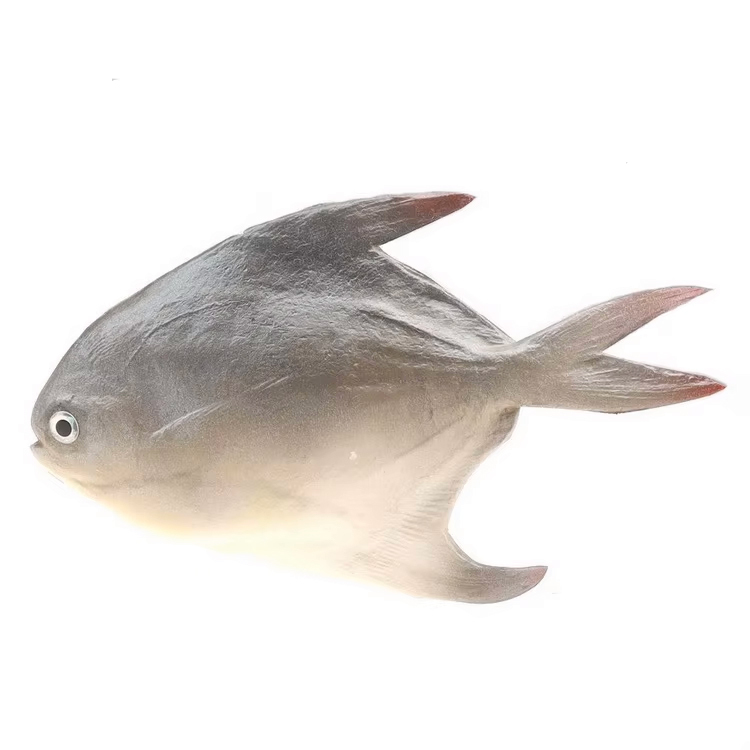 Squid