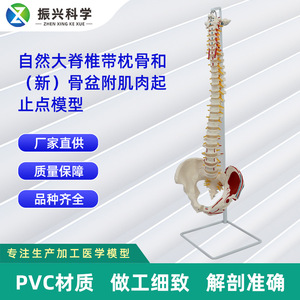 Modèle naturel des grandes ceintures vertébrales, du crâne occipital et des nouvelles muscles pelviens ; modèle pédagogique de squelette humain. - Product Image 5
