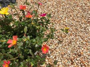Materiales de mampostería Piedras de grava pavimentadas naturales de color Amarillo Blanco trituradas para la construcción - Product Image 5