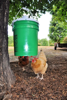 Seau barils poubelle eau de pluie anti-rongeur 3 ports et scie cloche volaille poulet mangeoire poule creux gravité ferme poulet alimentation