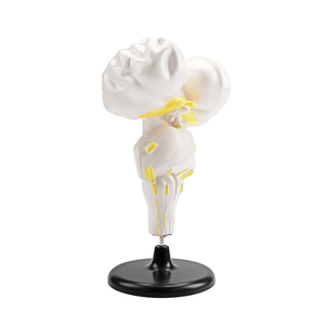 Modello Anatomico del Midollo Spinallo ad Alta Precisione, Riproduzione 1:1 della Struttura Neurovascolare, Modello Didattico Speciale - Product Image 1