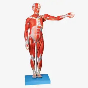 170Cm Of 78Cm Full Body Mannelijke Spier Anatomie Model, Menselijk Lichaam Anatomica Model, Anatomie Torso Model