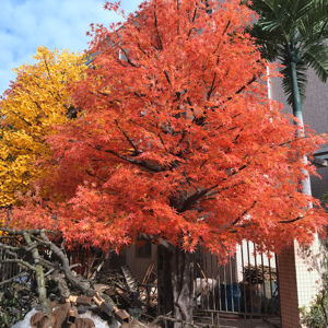 Decorazione naturale 3m autunno acero alberi di seta artificiale, albero di acero giapponese rosso Canada foglie d'oro albero di acero - Product Image 1