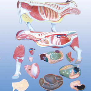 医学のための牛の正確な高度なPVC等身大自然な色の解剖学的モデル学生は動物の解剖学を研究します - Product Image 1