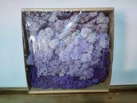 HFloral Naturel Conservé Renne Mousse Supermoss Fond Mur DIY Stabilisé Mousse Hôtel Bureau Décoratif Frais En Gros