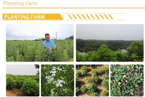 Оптовая продажа, масло для перевозки сыпучих органических 100%, чистое масло для перевозки семян периллы, оптом для кожи и ухода - Product Image 5