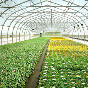 Commercial Agricultural Double Layer Greenhouse Hot Galvanized Steel <b>Frame</b> 150/200 Micro PE Film Roof and Side Plastic Cover - Product Image 3