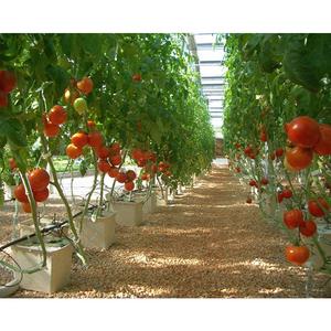 Système <span class=keywords><strong>de</strong></span> culture hydroponique en seaux Bato pour <span class=keywords><strong>tomates</strong></span> et poivrons, seaux hollandais à vendre - Product Image 3