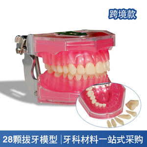 Modelo de Extracción de 28 Dientes para Terapia Oral, Modelo de Dientes de Resina Desmontable de Boca Completa para Práctica y Enseñanza - Product Image 4