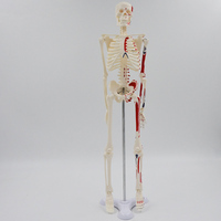 Esqueleto Humano de Medio Cuerpo de 85 CM con Puntos de Inserción de Músculos para Fines Educativos CE/ISO