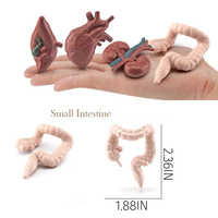 Anak-anak Pendidikan Mini Model Organ Tubuh Manusia Figur Anatomi Bagian Tubuh Set Peralatan Pembelajaran Sains Mainan