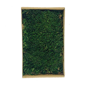 Feuille <span class=keywords><strong>de</strong></span> <span class=keywords><strong>mousse</strong></span> plate stabilisée naturelle Thuidium Cymbifolium pour décoration murale, aménagement paysager DIY, vente en gros - Product Image 5