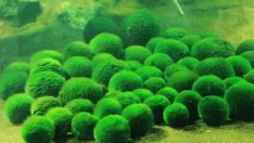 Poudre de <span class=keywords><strong>chlorella</strong></span> biologique d'approvisionnement d'usine poudre de <span class=keywords><strong>chlorella</strong></span> de qualité alimentaire naturelle - Product Image 3