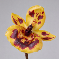 Model Penjualan Bunga Piphidium Paphiopedilum Berkualitas Tinggi, Desain Floral untuk Ruangan, Dekorasi Rumah Anggrek