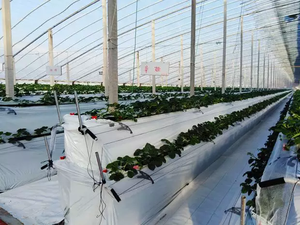 <span class=keywords><strong>Gouttière</strong></span> de plateau de culture en <span class=keywords><strong>PVC</strong></span> <span class=keywords><strong>pour</strong></span> systèmes de culture hydroponique intérieure de fraises - Product Image 2