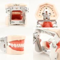 Modèle de dents de gomme molles de qualité supérieure pour la préparation standard des dents du partenaire de travail du dentiste amovible des sciences dentaires médicales