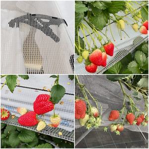 कारखाने थोक 20 सेमी 25 सेमी स्ट्रॉबेरी संरक्षण शुद्ध संयंत्र स्ट्रॉबेरी कीट प्रमाण शुद्ध सूर्य छाया नेट - Product Image 3