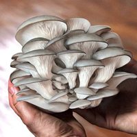 Boîtes en carton ondulé pour culture de champignons avec impression de logo personnalisé
