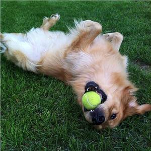 Interaktif <span class=keywords><strong>5</strong></span>-in-1 sert kauçuk köpek ses topu paketi için Pet çiğnemek oyuncaklar 1 alıcı - Product Image 4