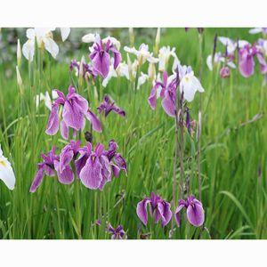 Iris japonais-I.ensata'Aoinoue' - une <span class=keywords><strong>plante</strong></span> aquatique adaptée aux bassins <span class=keywords><strong>de</strong></span> <span class=keywords><strong>jardin</strong></span> et aux serres - Iris japonais - Product Image 6