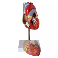 Modèle anatomique de cœur grandeur nature en PVC, qualité supérieure pour l'enseignement et la démonstration en sciences médicales