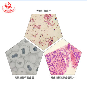 20 Types of Biology <b>Slides</b> for High Schools (Nationally Standardized, Non-Science Popularization, Textbook-Related, High School - Product Image 1