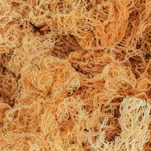 Seamoss vietnamita. Golden seamoss utilizado para hacer gel de musgo marino de calidad y platos deliciosos/Hana - Product Image 1