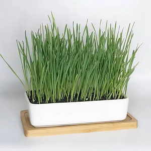Kit d'<span class=keywords><strong>herbe</strong></span> à <span class=keywords><strong>chat</strong></span> biologique de qualité supérieure avec bol en céramique et plateau en bambou comprenant des pots de fleurs pour chats d'intérieur - Product Image 5