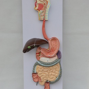 Modèles anatomiques du système digestif humain en gros, à l'échelle 1:1, représentant la voie digestive naturelle (estomac, nez, pharynx, intestin gros), etc. - Product Image 1