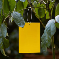 Tuinboomgaard Vliegende Controle Opknoping Insectenfruitvlieg Gele Kleverige Vallen