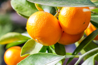 Japanse makkelijk te hanteren, verfrissende smaak, diepvries fruit, mandarijn, importeur voor dranken