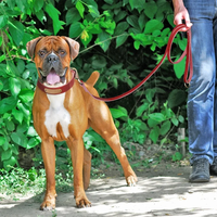 Vente en gros collier de chien de couleur unie haut de gamme personnalisé pour chat et chien avec rivets dorés cool et accessoires pour animaux de compagnie