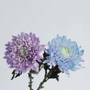 Base para plantar <span class=keywords><strong>flores</strong></span>, venta al por mayor <span class=keywords><strong>de</strong></span> fábrica, crisantemo fresco teñido para decoración funeraria - Product Image 4