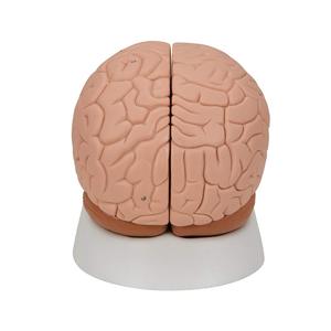 Pengenalan ilmiah Model otak 2 aplikasi anatomi dapat dilepas untuk studi anatomis manusia dalam sains medis - Product Image 1