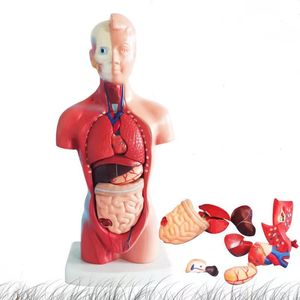Modèle anatomique du <span class=keywords><strong>corps</strong></span> <span class=keywords><strong>humain</strong></span>, jouet éducatif, 28 cm, torse, organes internes, modèle anatomique, enseignement de l'anatomie du <span class=keywords><strong>corps</strong></span>, cœur, cerveau - Product Image 5