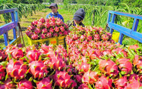 Eersteklas Premium Kwaliteit Verse Dragon Fruit Ninh Thuan Vietnam Exportklaar SUNRISE INS 60 Dagen Houdbaarheid WhatsApp Contact