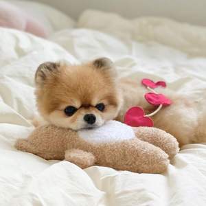 Juguete Masticable para Perros con Forma de Oso, Personalizado, para Aliviar la Ansiedad de los Cachorros, Ecológico, Moderno, Bonito, de Peluche, Interactivo, con Sonido - Product Image 2