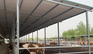 Abri pour bétail et moutons en acier sur mesure, grande capacité, robuste - Hangars pour animaux résistants aux intempéries, adaptés aux exploitations de ranch - Product Image 2