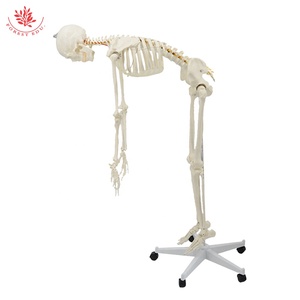 Modelo de esqueleto humano, columna vertebral flexible de tamaño real estándar, de tamaño natural, de la serie de modelos - Product Image 3