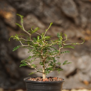 [<span class=keywords><strong>Operculicarya</strong></span> Pachypus] Caudex Suculenta, Bonsái Premium Tipo Cactus del Desierto, Espécimen de Plantas Raras Resistentes a la Sequía - Product Image 2
