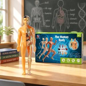 Modèle de <span class=keywords><strong>squelette</strong></span> anatomique humain réaliste avec <span class=keywords><strong>organes</strong></span> amovibles, kit d'assemblage 3D, outil pédagogique médical STEM pour les étudiants - Product Image 1