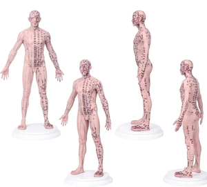 Modèle d'acupuncture en silicone pour homme de 21.6 pouces (maquillage multicolore) avec modèle humain de 409 points d'acupuncture avec méridiens chinois 2.6kg - Product Image 5