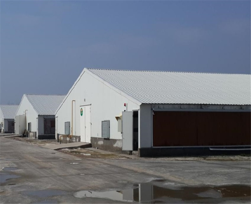 Сборный Турция птицеводство дом для кур-несушек курица