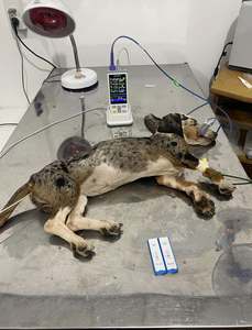 पशु चिकित्सा बहु-पैरामीटर 4 इंच पोर्टेबल पशु पशु पशु चिकित्सा महत्वपूर्ण संकेत मॉनिटर - Product Image 4