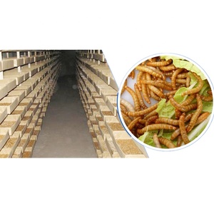 تربية الطيور, تغذية مجففة لتربية الطيور وحشرة زيت صوفي للطيور والأفاعي والسحالي والبرمائيات - Product Image 3