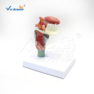 Modelo Anatómico Integrado <span class=keywords><strong>de</strong></span> Laringe, Lengua y Dientes, Desmontable en 5 Piezas, <span class=keywords><strong>de</strong></span> PVC, para Estomatología, Anatomía <span class=keywords><strong>de</strong></span> Otorrinolaringología, Laboratorio, con Certificaciones CE/ISO/ROHS/CNAS - Product Image 6